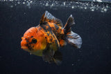 Thai Oranda  Calico 3.5 Inch (ID#0103T2a-48) Free2Day SHIPPING