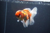 Thai Oranda  Calico 4.5 Inch (ID#1115To5b-97) Free2Day SHIPPING