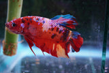 Giant Koi   Galaxy Plakat Male Betta (ID#801-M206) Free2Day SHIPPING