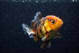 Thai Oranda  Calico 3.5 Inch (ID#0103T2a-48) Free2Day SHIPPING