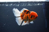 Thai Oranda  Calico 4.5 Inch (ID#1115To5b-97) Free2Day SHIPPING