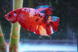 Giant Koi   Galaxy Plakat Male Betta (ID#801-M206) Free2Day SHIPPING