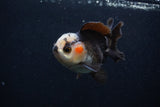 Thai Oranda  Tricolor 3.5 Inch (ID#0103T2a-49) Free2Day SHIPPING