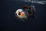 Thai Oranda  Tricolor 3.5 Inch (ID#0103T2a-49) Free2Day SHIPPING