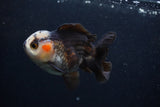 Thai Oranda  Tricolor 3.5 Inch (ID#0103T2a-49) Free2Day SHIPPING