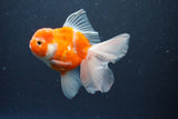 Thai Oranda  Sakura 4.5 Inch (ID#1115To5b-98) Free2Day SHIPPING