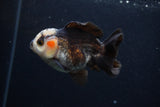 Thai Oranda  Tricolor 3.5 Inch (ID#0103T2a-49) Free2Day SHIPPING