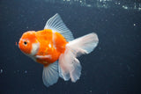 Thai Oranda  Sakura 4.5 Inch (ID#1115To5b-98) Free2Day SHIPPING