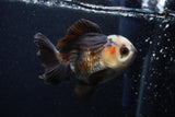 Thai Oranda  Tricolor 3.5 Inch (ID#0103T2a-49) Free2Day SHIPPING