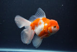 Thai Oranda  Sakura 4.5 Inch (ID#1115To5b-98) Free2Day SHIPPING