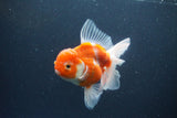 Thai Oranda  Sakura 4.5 Inch (ID#1115To5b-98) Free2Day SHIPPING