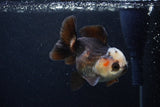 Thai Oranda  Tricolor 3.5 Inch (ID#0103T2a-49) Free2Day SHIPPING