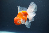 Thai Oranda  Sakura 4.5 Inch (ID#1115To5b-98) Free2Day SHIPPING