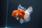 Thai Oranda  Sakura 4.5 Inch (ID#1115To5b-98) Free2Day SHIPPING