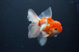 Thai Oranda  Sakura 4.5 Inch (ID#1115To5b-98) Free2Day SHIPPING