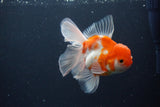 Thai Oranda  Sakura 4.5 Inch (ID#1115To5b-98) Free2Day SHIPPING