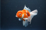 Thai Oranda  Sakura 4.5 Inch (ID#1115To5b-98) Free2Day SHIPPING