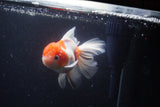 Thai Oranda  Calico 4.5 Inch (ID#1119To5b-91) Free2Day SHIPPING