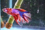 Nemo Galaxy  Koi Halfmoon Male Betta (ID#801-M208) Free2Day SHIPPING