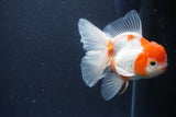 Thai Oranda  Calico 4.5 Inch (ID#1119To5b-91) Free2Day SHIPPING