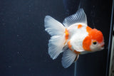 Thai Oranda  Calico 4.5 Inch (ID#1119To5b-91) Free2Day SHIPPING