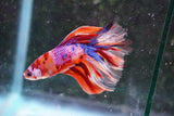 Nemo Galaxy  Koi Halfmoon Male Betta (ID#801-M208) Free2Day SHIPPING