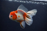 Thai Oranda  Calico 4.5 Inch (ID#1119To5b-91) Free2Day SHIPPING