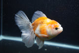 Thai Oranda  Calico 5 Inch (ID#0103T2c-51) Free2Day SHIPPING