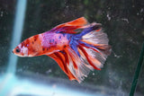 Nemo Galaxy  Koi Halfmoon Male Betta (ID#801-M208) Free2Day SHIPPING