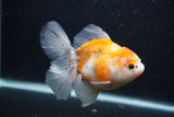 Thai Oranda  Calico 5 Inch (ID#0103T2c-51) Free2Day SHIPPING