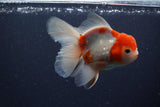 Thai Oranda  Calico 4.5 Inch (ID#1119To5b-91) Free2Day SHIPPING