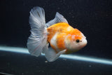 Thai Oranda  Calico 5 Inch (ID#0103T2c-51) Free2Day SHIPPING