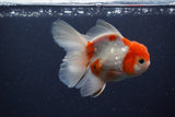 Thai Oranda  Calico 4.5 Inch (ID#1119To5b-91) Free2Day SHIPPING