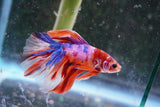 Nemo Galaxy  Koi Halfmoon Male Betta (ID#801-M208) Free2Day SHIPPING