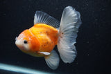 Thai Oranda  Calico 5 Inch (ID#0103T2c-51) Free2Day SHIPPING