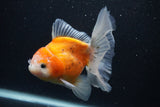 Thai Oranda  Calico 5 Inch (ID#0103T2c-51) Free2Day SHIPPING