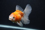 Thai Oranda  Calico 5 Inch (ID#0103T2c-51) Free2Day SHIPPING