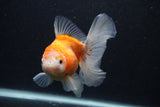 Thai Oranda  Calico 5 Inch (ID#0103T2c-51) Free2Day SHIPPING