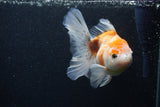 Thai Oranda  Calico 5 Inch (ID#0103T2c-51) Free2Day SHIPPING