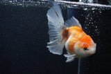 Thai Oranda  Calico 5 Inch (ID#0103T2c-51) Free2Day SHIPPING