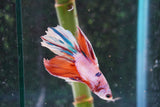 Candy Galaxy  Koi Halfmoon Male Betta (ID#801-M209) Free2Day SHIPPING