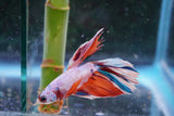 Candy Galaxy  Koi Halfmoon Male Betta (ID#801-M209) Free2Day SHIPPING