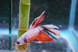 Candy Galaxy  Koi Halfmoon Male Betta (ID#801-M209) Free2Day SHIPPING