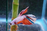 Candy Galaxy  Koi Halfmoon Male Betta (ID#801-M209) Free2Day SHIPPING