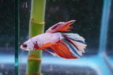 Candy Galaxy  Koi Halfmoon Male Betta (ID#801-M209) Free2Day SHIPPING