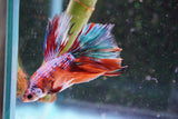 Nemo Galaxy  Koi Halfmoon Male Betta (ID#801-M210) Free2Day SHIPPING