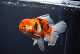 Thai Oranda  Sakura 5 Inch (ID#1119To5b-93) Free2Day SHIPPING