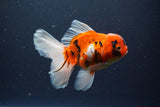 Thai Oranda  Sakura 5 Inch (ID#1119To5b-93) Free2Day SHIPPING