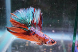 Nemo Galaxy  Koi Halfmoon Male Betta (ID#801-M210) Free2Day SHIPPING