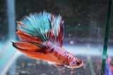 Nemo Galaxy  Koi Halfmoon Male Betta (ID#801-M210) Free2Day SHIPPING